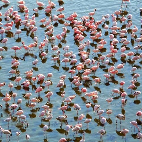 Kenya Lake System in the Great Rift Valley in Kenya, Kenya