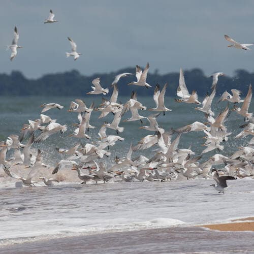 Coastal and Marine Ecosystems of the Bijagós Archipelago – Omatí Minhô in Bissau, Guinea-Bissau