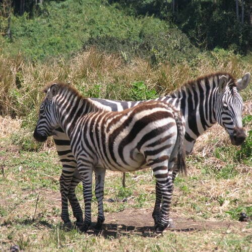 Serengeti National Park in United Republic Of Tanzania, Tanzania