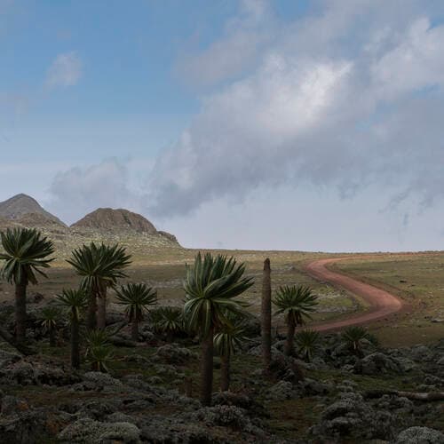 Bale Mountains National Park in Ethiopia, Ethiopia