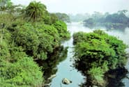 Taï National Park in CôTe D'Ivoire