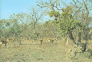 Comoé National Park in CôTe D'Ivoire