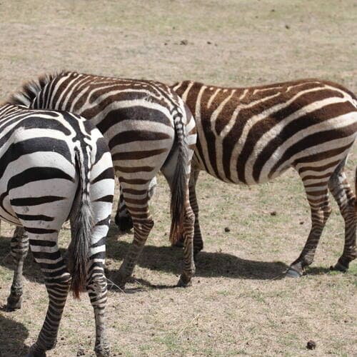 Ngorongoro Conservation Area in United Republic Of Tanzania, Tanzania